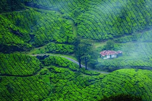 Munnar Hill Stations tourist place | Nature adventure and trekking trips Idukki – Kerala