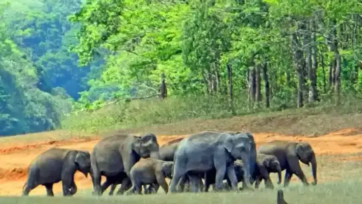 Periyar National Park popular tourist attraction in Kerala